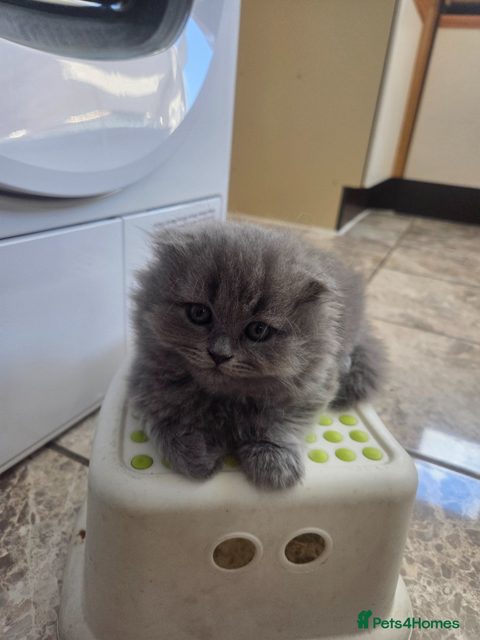 British Longhair cats for sale: Kittens blue boys and girl  in Nottingham - Advert 18