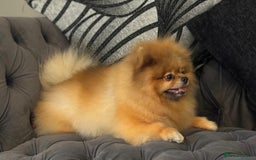 Pomeranian dogs for sale: Kc teddy bear pom babies  - Image 11