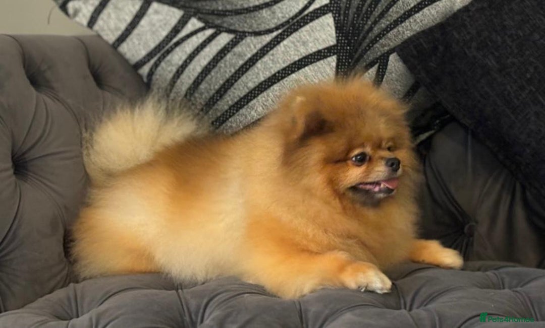 Pomeranian dogs for sale: Kc teddy bear pom babies  - Image 11