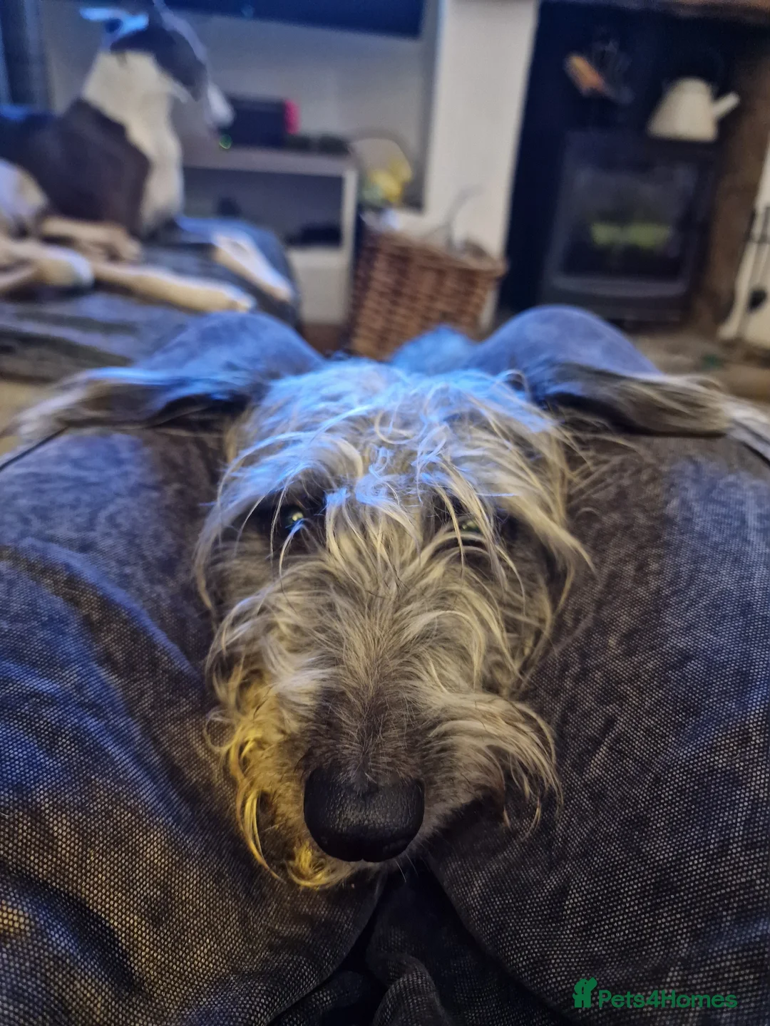 Mixed Breed dogs for sale: Italian Greyhound X Bedlington Whippet F1 in Radstock - Advert 7