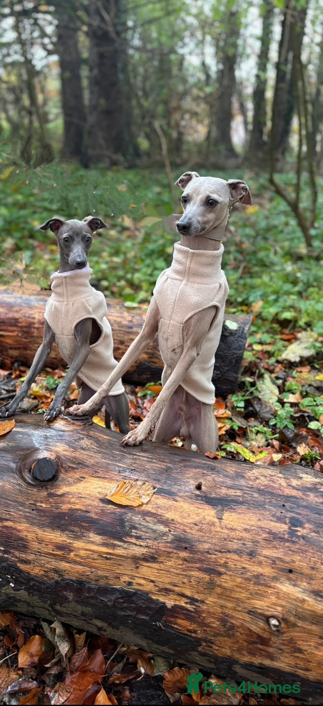 Italian Greyhound dogs for stud: Proven Italian Greyhound KC registered stud. in Ferryhill - Advert 2