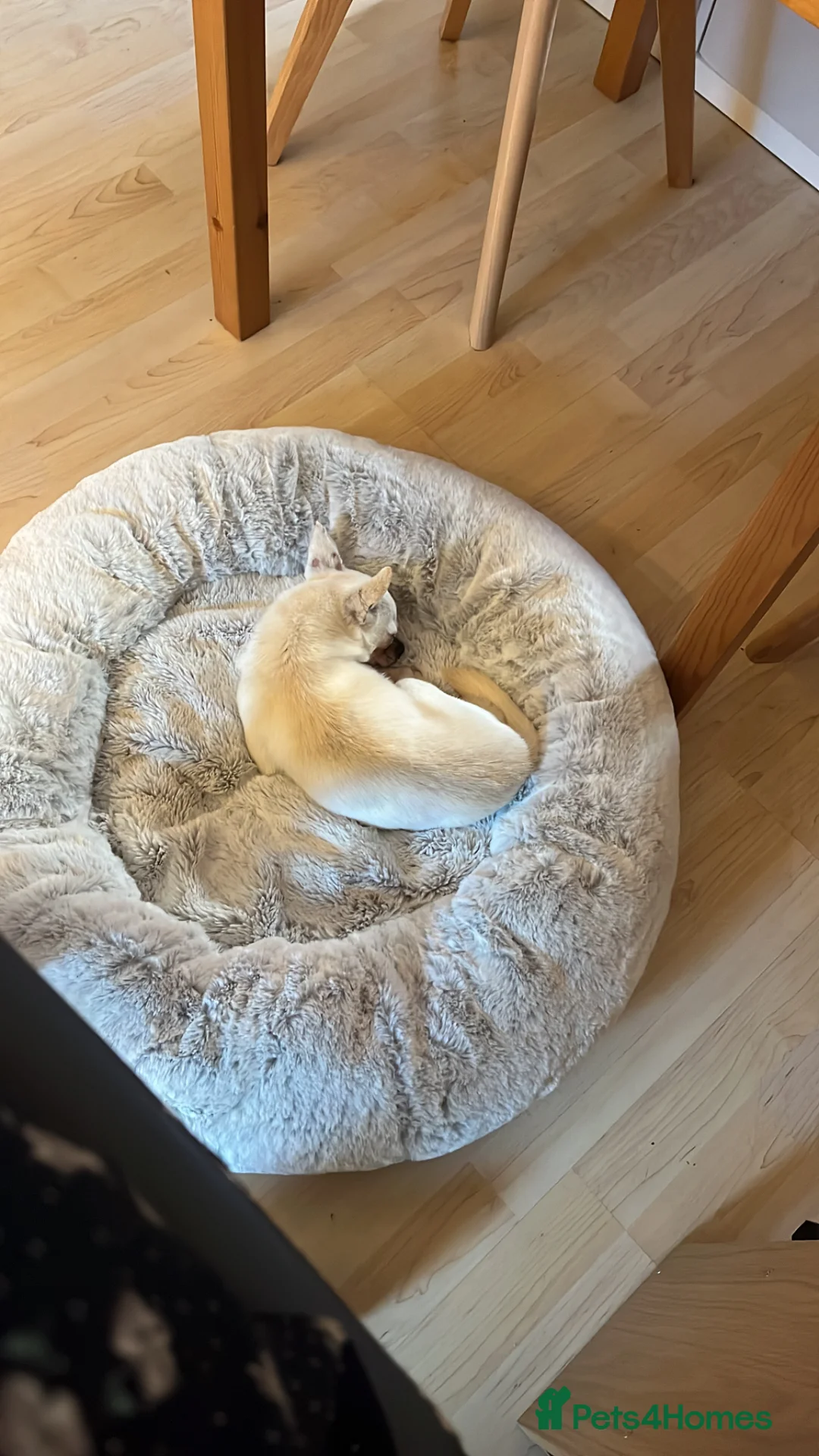 Chihuahua dogs for sale: 2 Year Old Chihuahua For Sale - Advert 2