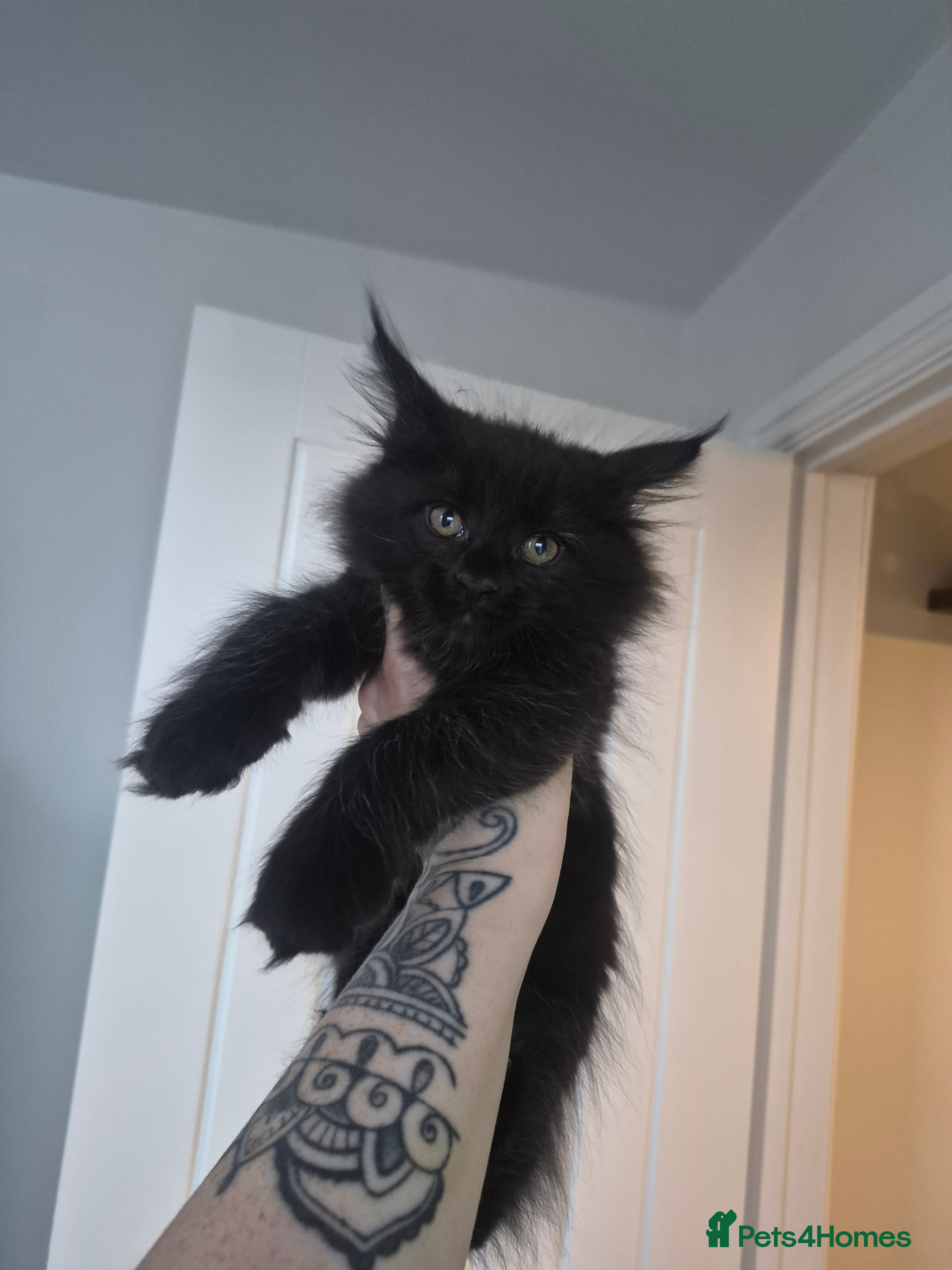 Maine Coon cats 2 beautiful maine coons left 😍  - Advert 1