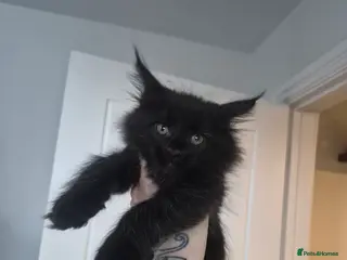 Maine Coon cats 2 beautiful maine coons left 😍 - Advert 1