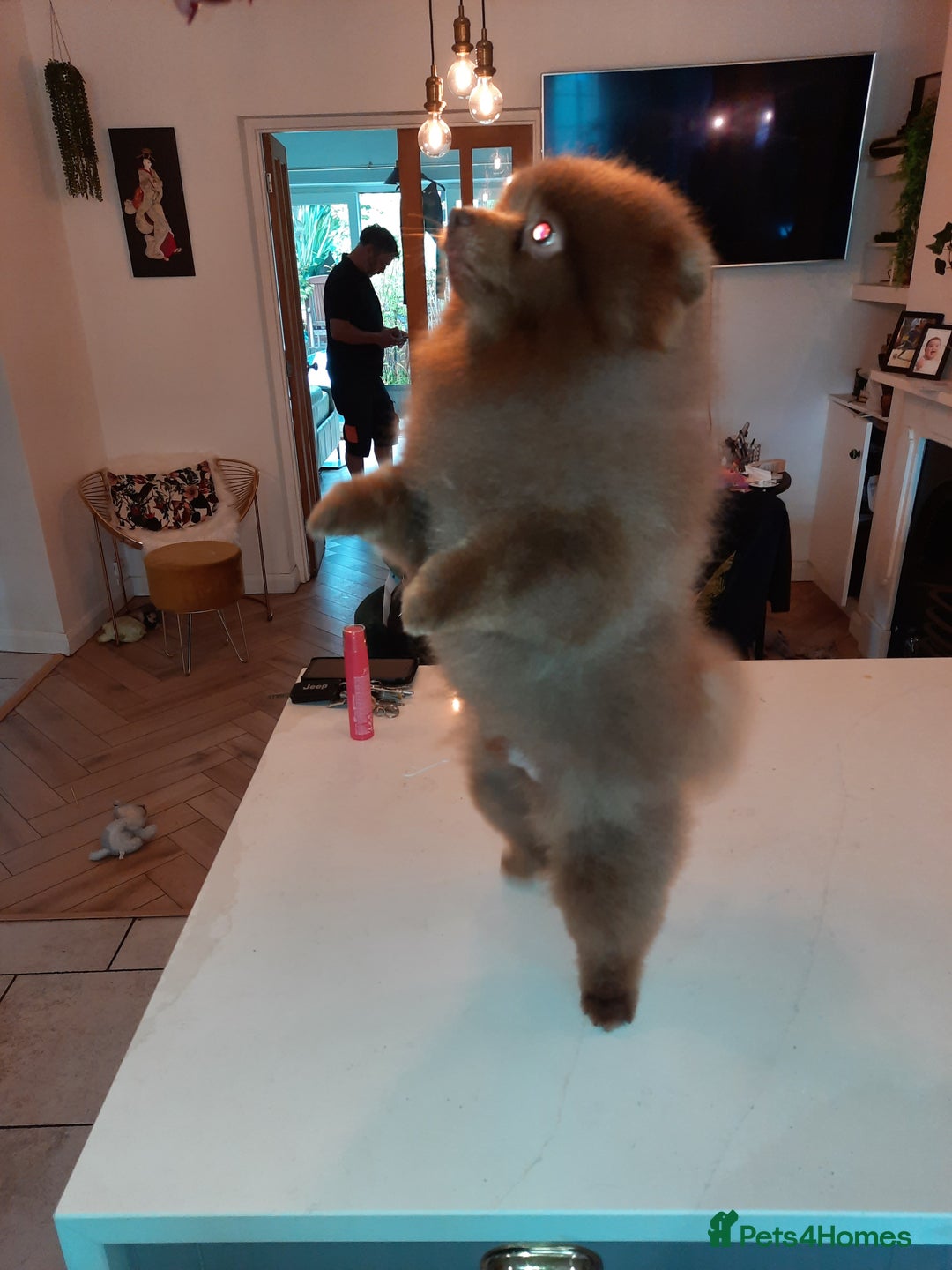 Pomeranian dogs for stud: Tiny lilac boy KC registered proven - Advert 3