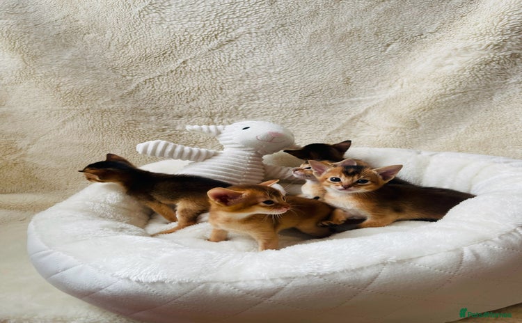 Abyssinian cats - Advert 2