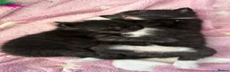 Mixed Breed cats for sale: Mother cat and three kittens  - Advert 1
