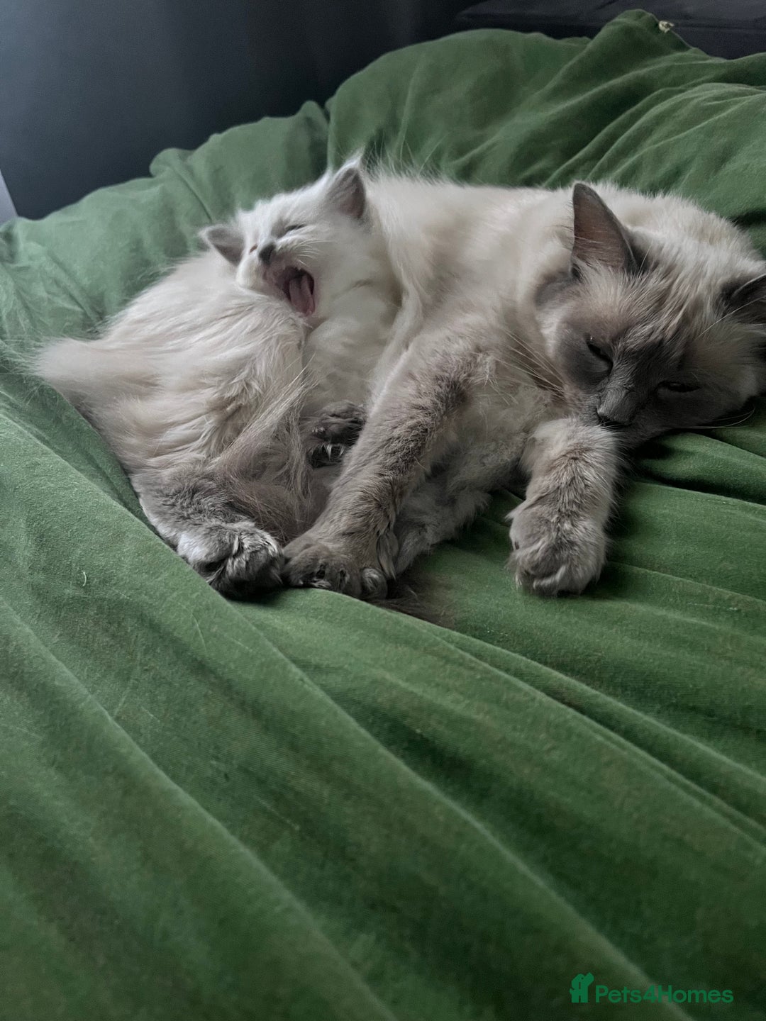 Ragdoll cats for sale: Blue point Ragdoll girl - Advert 7