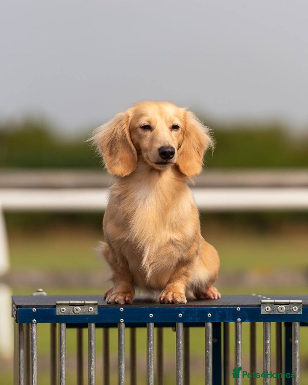 Dachshund dogs for sale: BEAUTIFUL KC REG MINI LONGHAIRED PUPPIES - Image 13