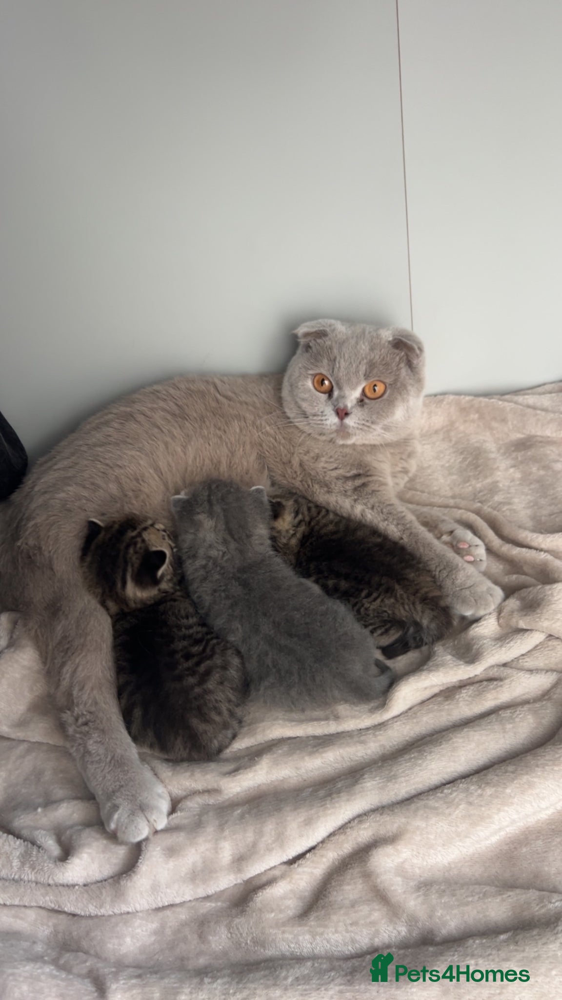 Scottish Fold cats Rare Scottish Fold x Scottish Straight Kittens 🌟 - Advert 3