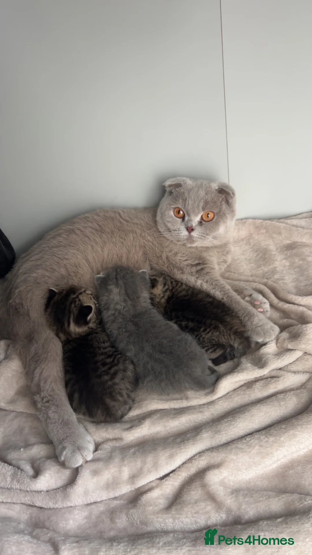 Scottish Fold cats for sale: Rare Scottish Fold x Scottish Straight Kittens 🌟 in Derby - Advert 1