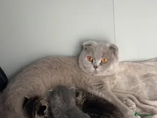 Scottish Fold cats Rare Scottish Fold x Scottish Straight Kittens 🌟 - Advert 11