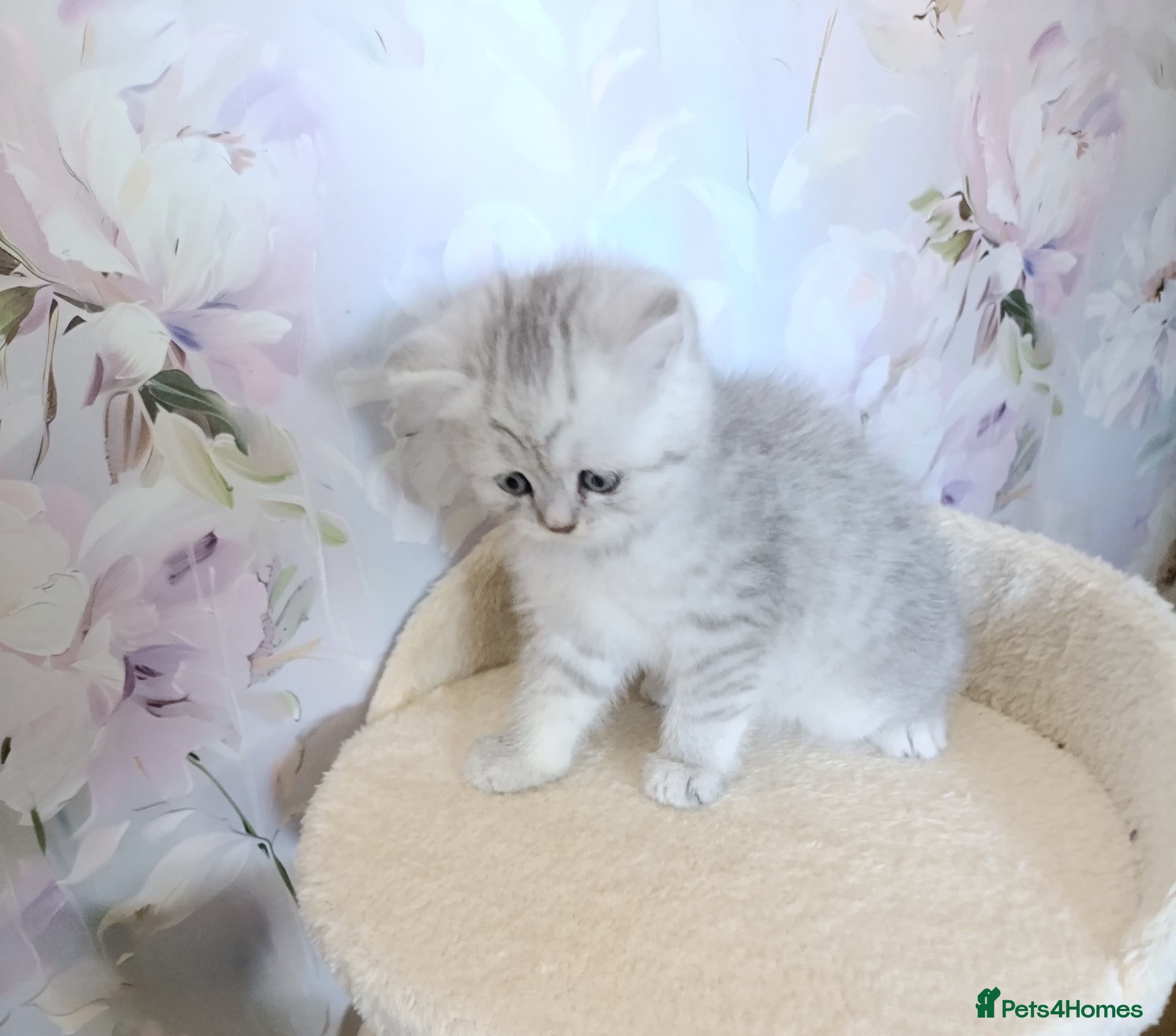 British Shorthair cats Purebred British Shorthair kittens  - Advert 2