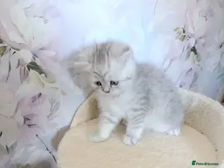 British Shorthair cats Purebred British Shorthair kittens - Advert 2