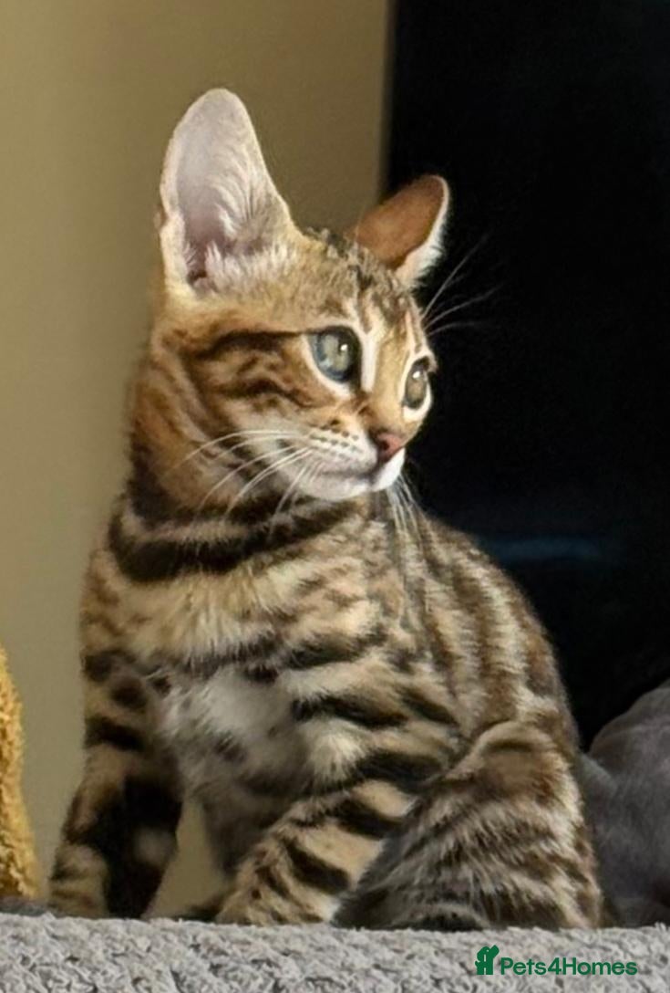 Bengal cats Stunning Bengal Kitten. Girl. TICA Registered. - Advert 1