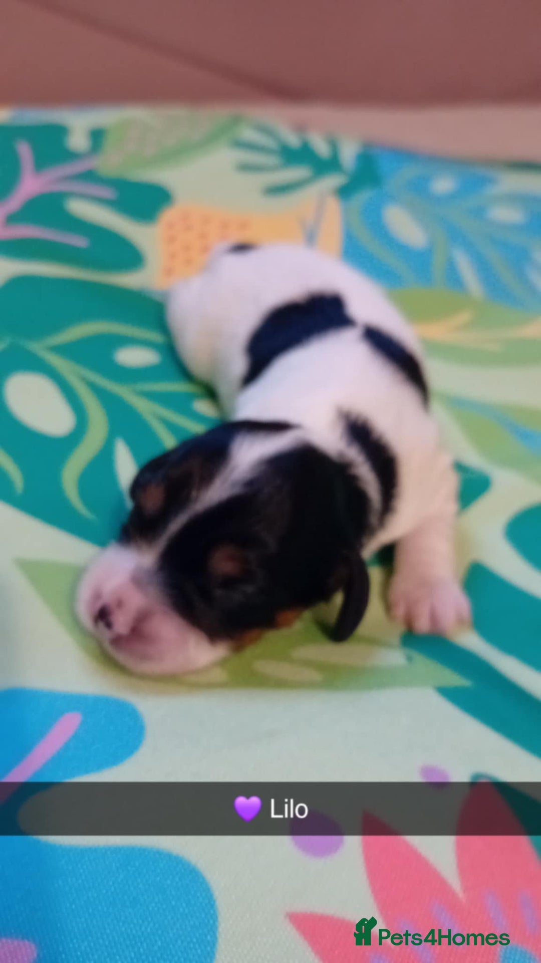 Mixed Breed dogs for sale: F1 Cockapoo x F1 Cavapoo Puppies (double doodles) - Image 8