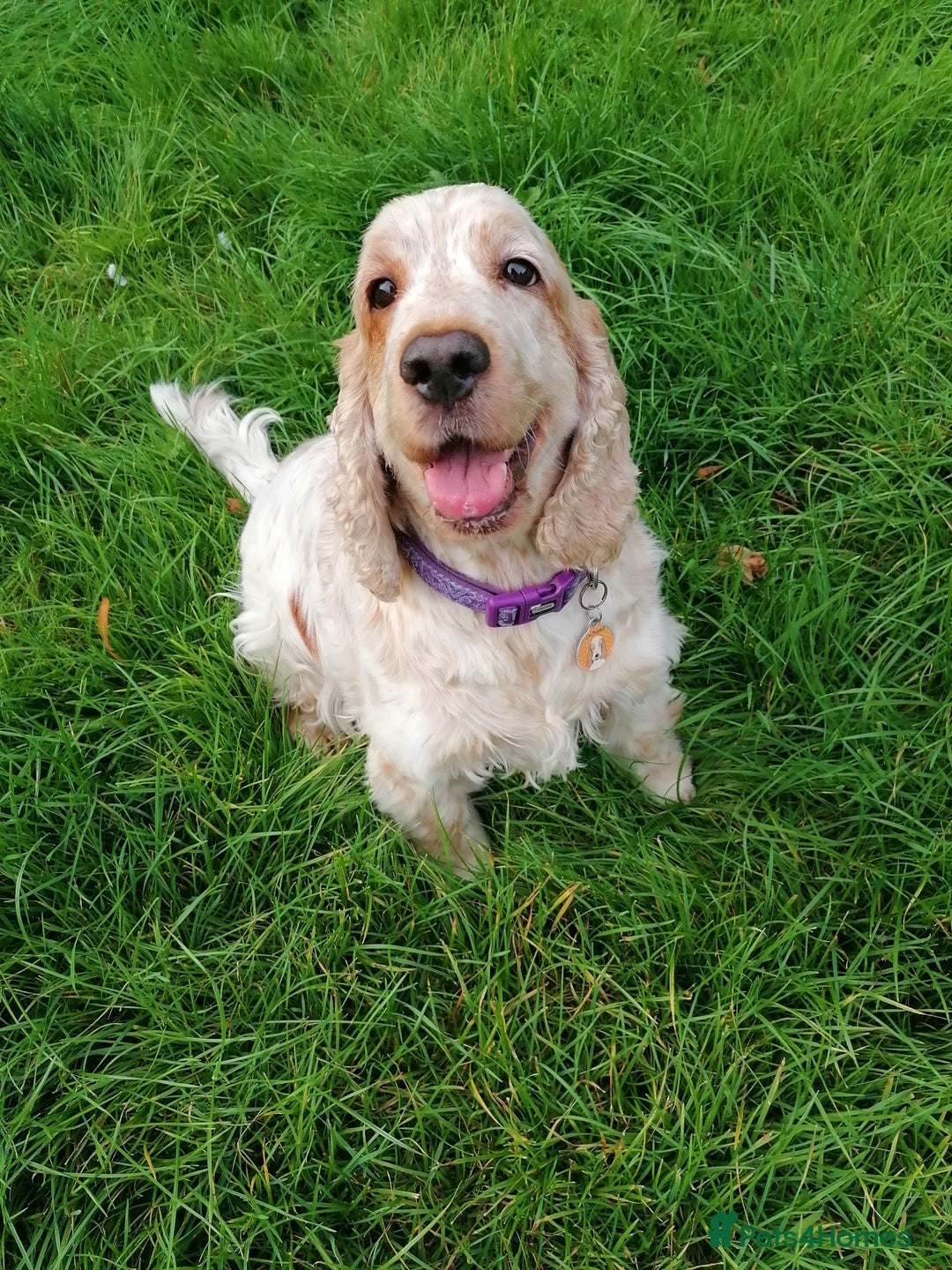 Cocker Spaniel dogs for sale: KC Reg Cocker Spaniel Puppies health checked - Advert 9