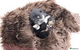 Japanese Shiba Inu dogs for sale: 	“Shiba Inu Puppies – Champion Pedigree, DNA Clear - Advert 29