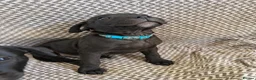 Staffordshire Bull Terrier dogs for sale: SOLD.  - Advert 4