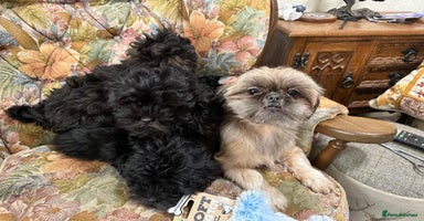 Shihpoo dogs Gorgeous shihpoo puppies  - Advert 8