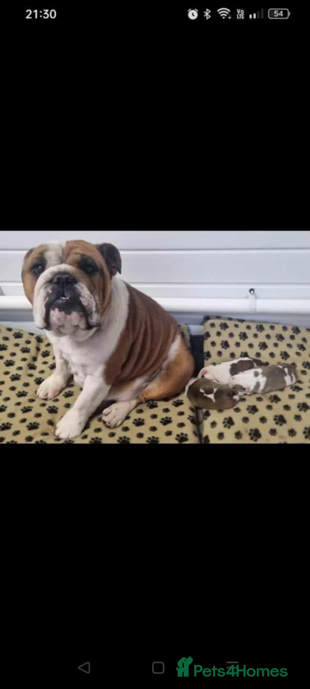 English Bulldog dogs for stud: For Stud: George (red/white) PROVEN in Brighouse - Advert 13