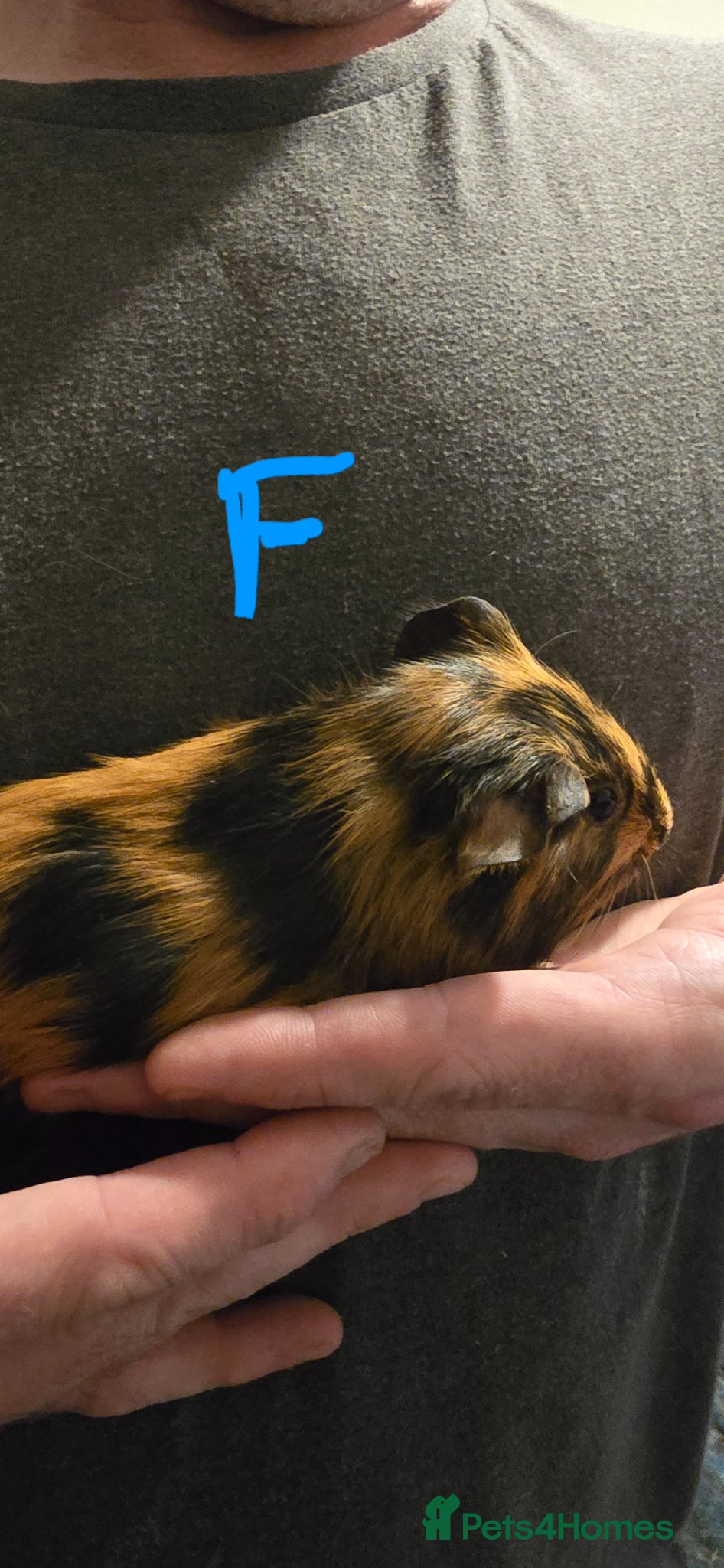 Guinea Pig rodents for sale: Baby guinea pigs - Advert 1