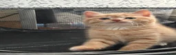 Mixed Breed cats for sale: Adorable Kittens Ready From 6th June - Advert 17
