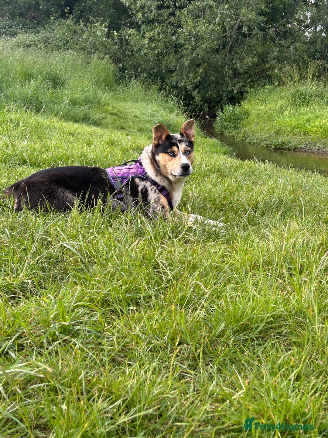 Mixed Breed dogs for sale: Husky cross bulldog needing a home  - Advert 7