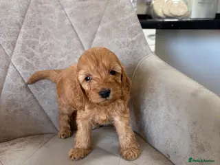 Cockapoo dogs F1 Cockerpoo Puppies - Advert 1