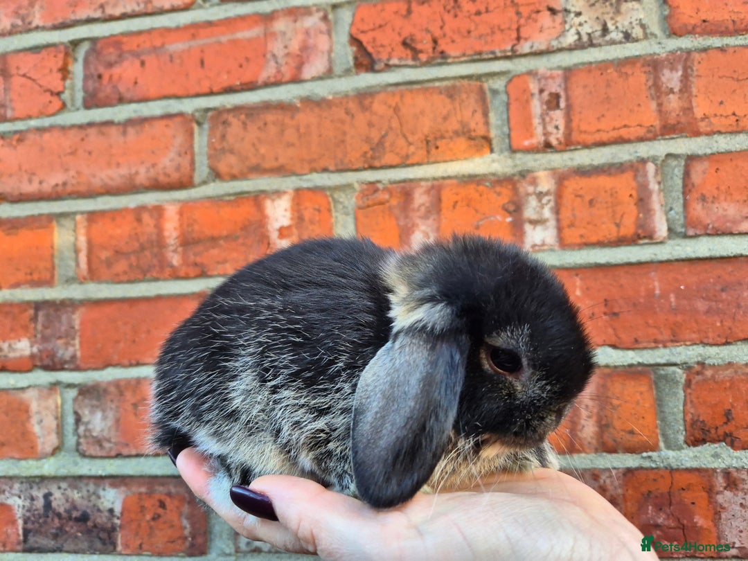Mini Lop rabbits for sale: 7 stunning mini lops - Advert 5