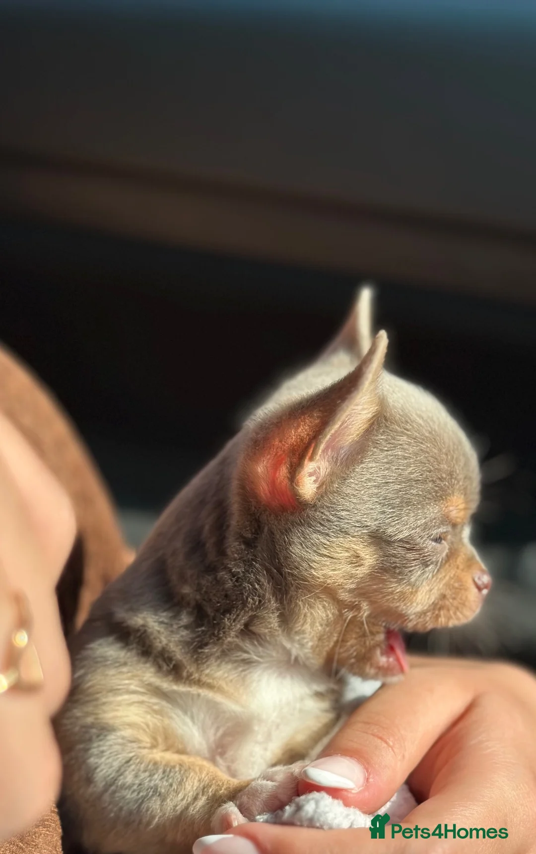 Chihuahua dogs for sale: 💜🐾 LILAC MALE CHIHUAHUA – MINI TOY – AVAILABLE  - Advert 3
