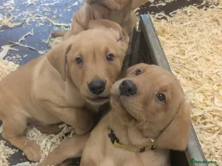 Labrador Retriever dogs Male Labrador Puppies- *Ready to leave now* - Advert 18