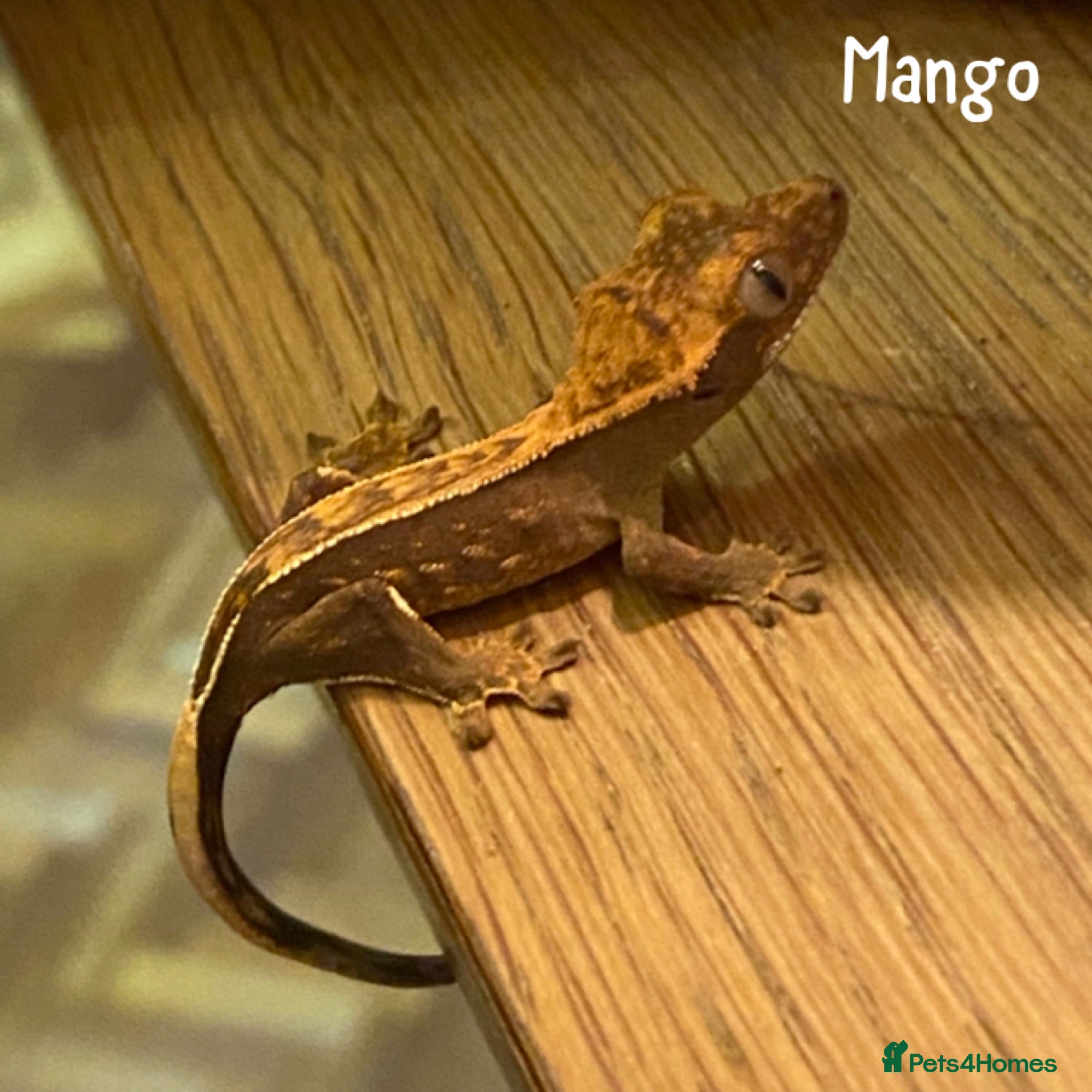 Gecko reptiles 1x Juvenile Crested Gecko - Advert 19