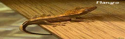 Gecko reptiles for sale: 1x Juvenile Crested Gecko - Advert 1