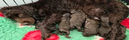 Cocker Spaniel dogs for sale: 6 CHOCOLATE KC WORKING TYPE COCKER SPANIEL - Advert 19