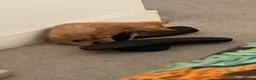 Mixed Breed cats for sale: Two beautiful male kittens  - Advert 9