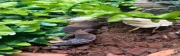 Gecko reptiles for sale: African Fat Tailed Gecko - Advert 8