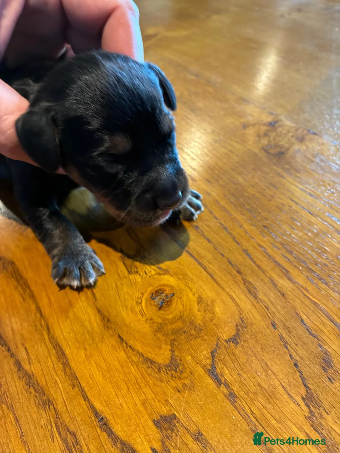 Cocker Spaniel dogs for sale: Working Cocker Spaniel Puppies - Advert 7