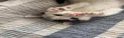 Mixed Breed cats for sale: Adorable kittens need loving homes! - Advert 4
