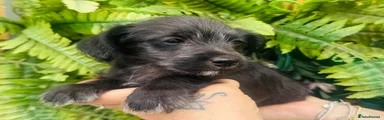 Jackapoo 1