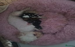 Mixed Breed dogs for sale: Poochon cross schweenie  - Image 8