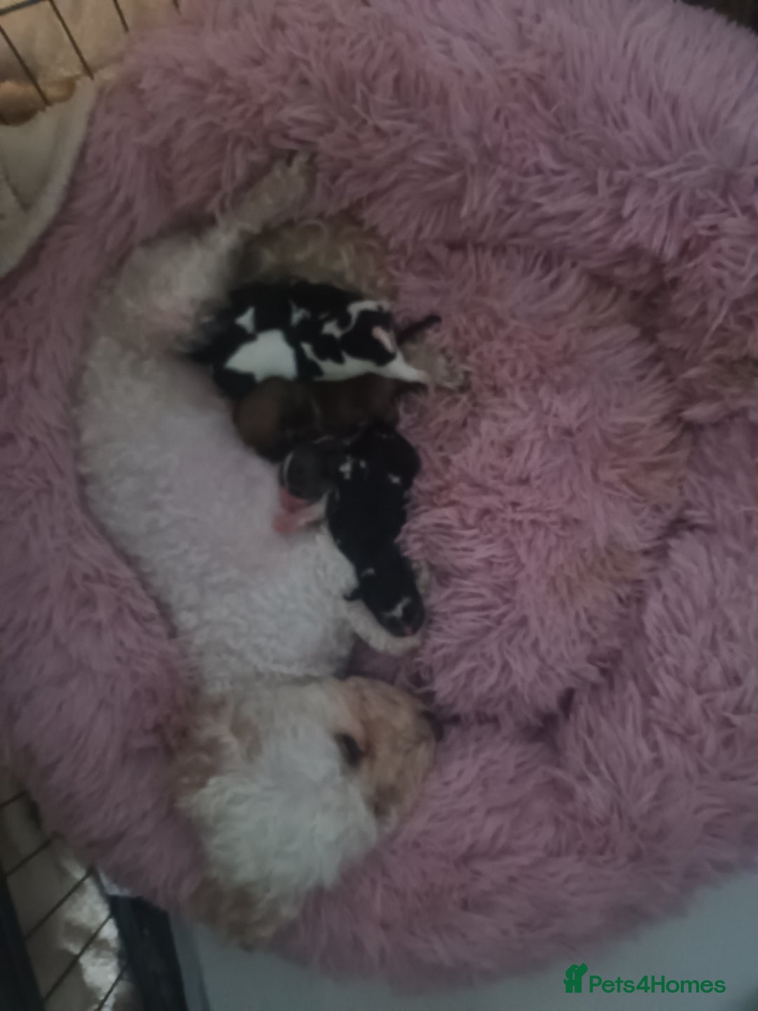 Mixed Breed dogs for sale: Poochon cross schweenie  - Image 8