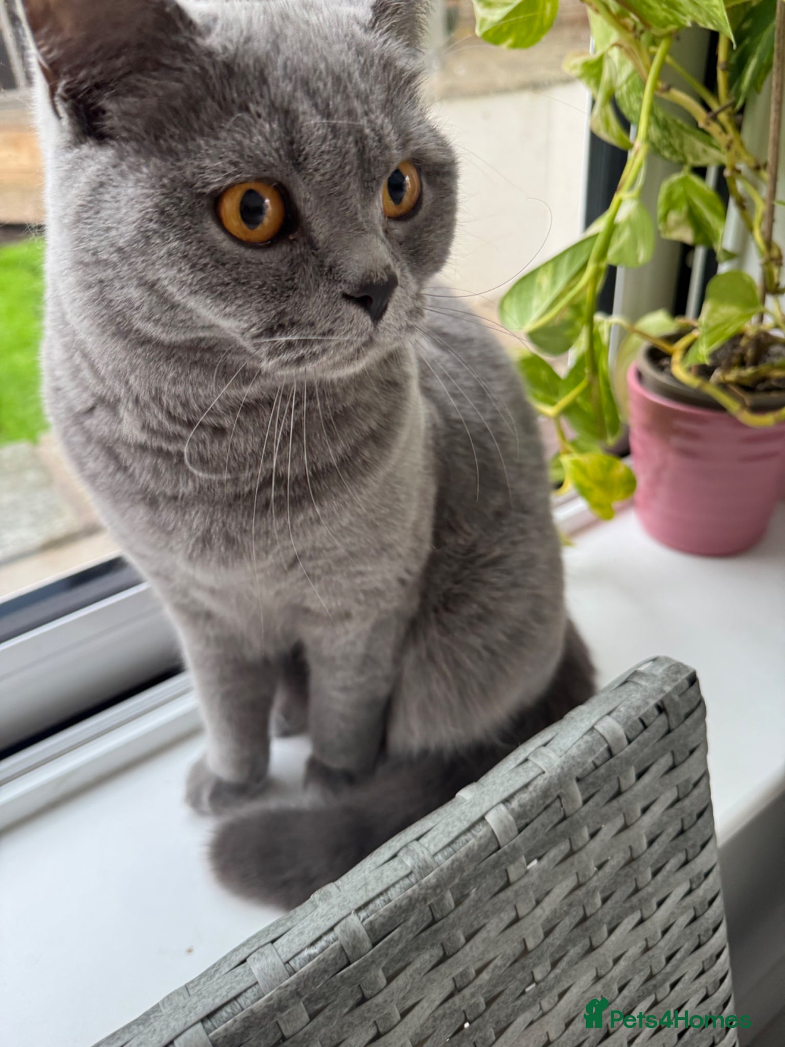 British Shorthair cats for sale: Beautiful 1-Year-Old British Shorthair  in Birmingham - Advert 6