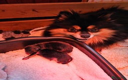 Pomeranian dogs for sale: Tiny Russian-Line Black & Tan Girls – Ready Now - Image 11