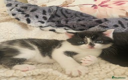 Mixed Breed cats for sale: Friendly kittens different ages - ready now - Advert 8