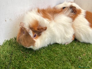 Guinea Pig rodents Female baby guinea pigs - Advert 2