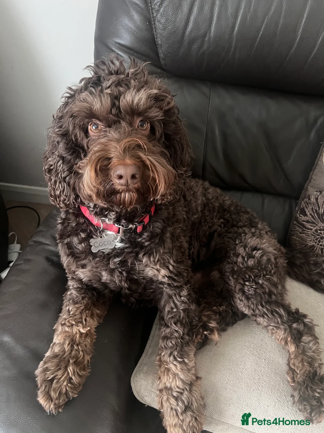 Cockapoo dogs for stud: Stud Cockapoo - Advert 3