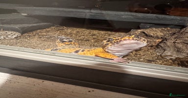 Leopard Gecko reptiles - Advert 2