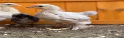 Chickens poultry for sale: Pekin bantams - Advert 28