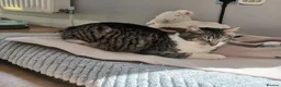 Mixed Breed cats for adoption: Mercury for adoption - Advert 6